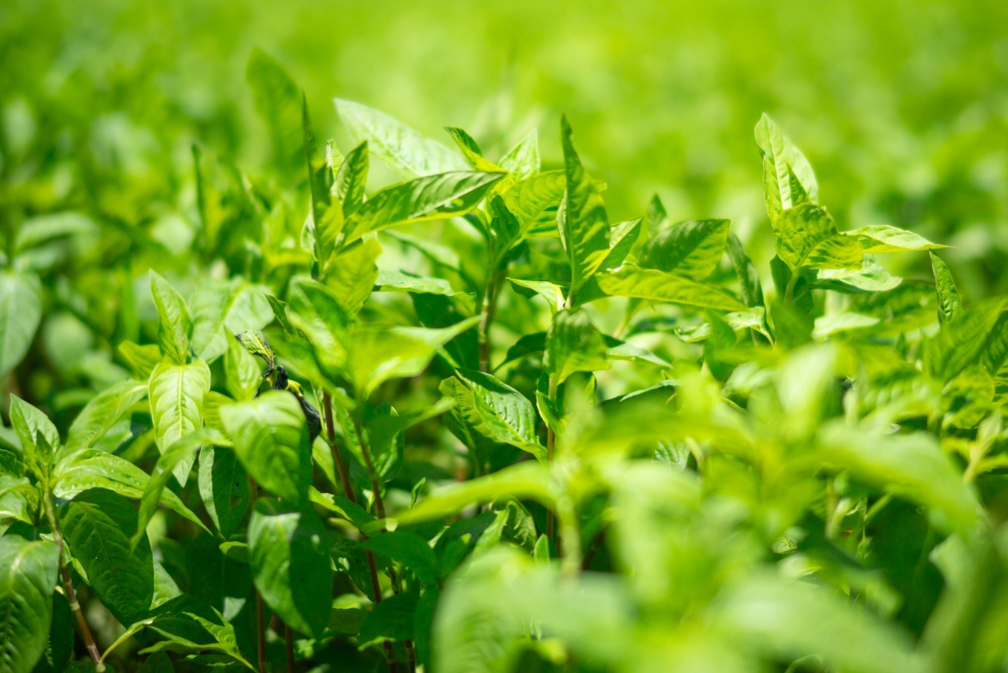 久留米絣に息づく藍染め | JAPAN BLUEが織りなす、美しい青の物語｜IKI